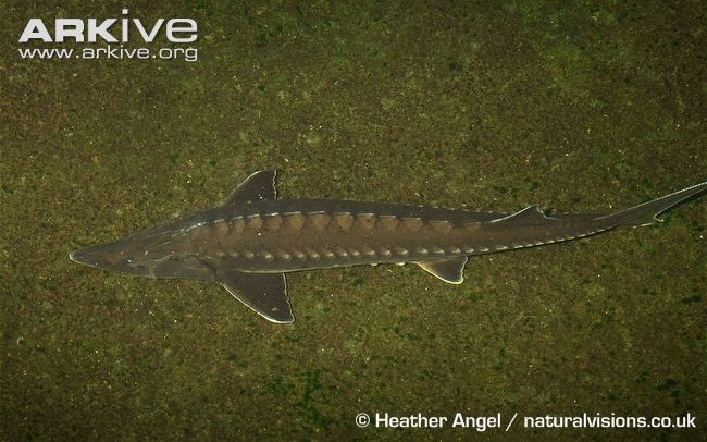 Acipenser sinensis Gray, 1835